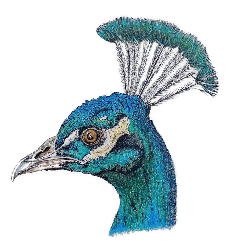 courtbarnmuseum's tweet photo. This beautiful peacock was drawn by local artist #DavidLyon while stewarding our #SpringDelights selling exhibition over the last few weeks 🤩
Huge thanks to David and to all the lovely makers who have made the show special! Spring Delights concludes tomorrow... https://t.co/ojyb0veYHO