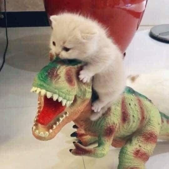 Breaking news: 😺 vs 🦖
Post your tweet down below 🫵💯
$PARAM $TRIP $COOKIE $BEYOND $LOL #PIXELPIX $ELS $PIXIZ $GANG $SOMO $SHARDS

<a href="/ParamLaboratory/">Param Labs</a> <a href="/PlayOverTrip/">OverTrip</a>  <a href="/cookie3/"></a> <a href="/PlayPixelPix/">Pixel Pix</a> <a href="/PlayGroundCorp/">PlayGround</a> <a href="/onunblocked/">Unblocked 🟣 $LOL</a> <a href="/PIXIZ_IO/">Pixiz</a> <a href="/Playsomo/">SOMO</a> <a href="/ShardsOfficial/">Shards Protocol ⚡️</a> @SenderLabs