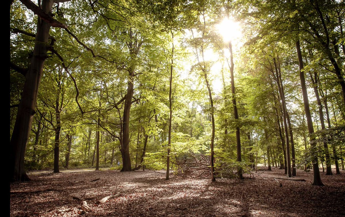 Das Weissenhorn Klassik Festival und 16 weitere europäische Festivals haben sich zusammengeschlossen, um etwas Besonderes zu schaffen: das "European Festivals Forest" in Island.
Mehr Infos: festivalsforest.eu