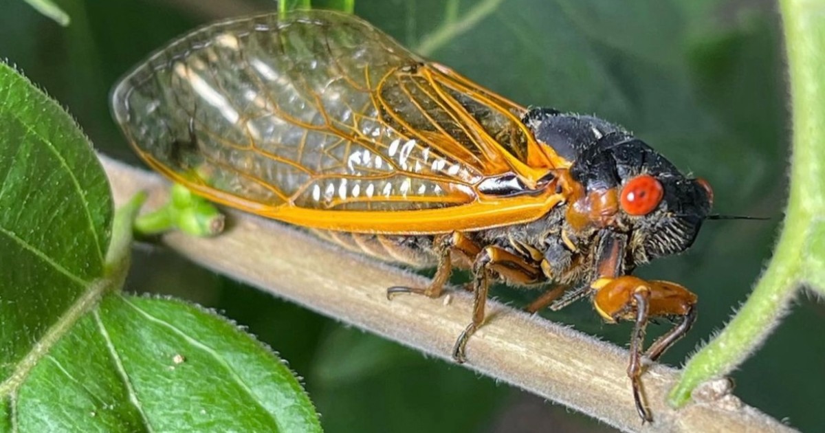 ForestPark4Ever's tweet photo. Cicadas keep their own time! 🎼 Last time Brood 19 serenaded in #StL was 2011 and this year they’re part of a #DoubleBrood emergence but Brood 19 will be the only periodical cicadas singing in the Park this year. 📷 @CicadaMania #ForestPark4ever #Cicadas2024 #13YearCicada https://t.co/iSD1PZGcSH