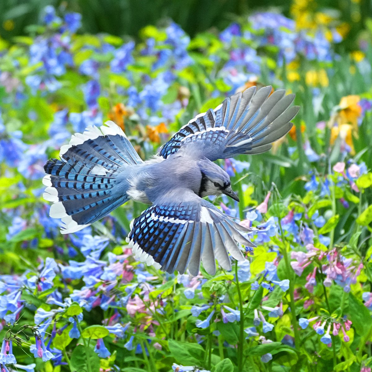 Virginia bluebells flowers and Blue Jay. Near greywacke arch, Central park. #birdcpp #birdsinflight #flowers #bluejay @BirdCentralpark