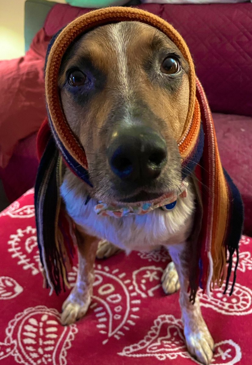 @lynn2wine Hooooowl I’m in!!🧣🧕🐶😂🧣🧕