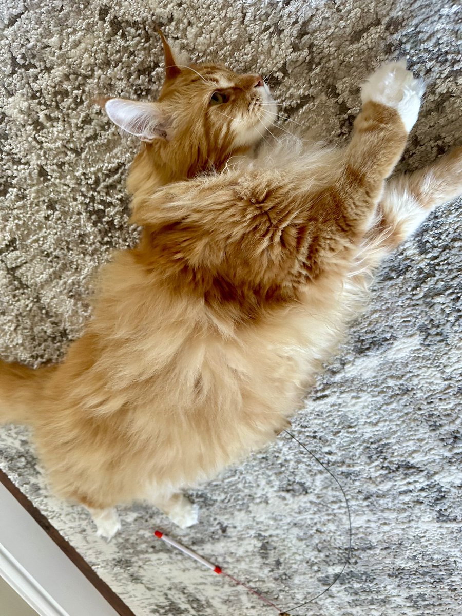 Flipped the angle on this picture because it makes Gizmo look like a giant ginger superhero flying through the sky. If you imagine sky instead of the rug 😹😹🦁🦁 #jellybellyfriday #teamfloof #CatsOfTwitter