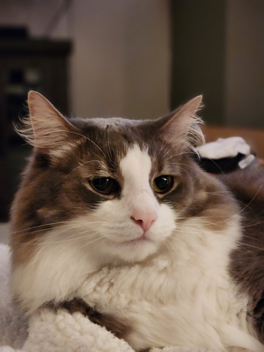 sammyg113's tweet photo. @littlenutsac His name is Dash! https://t.co/W718iAqvdW