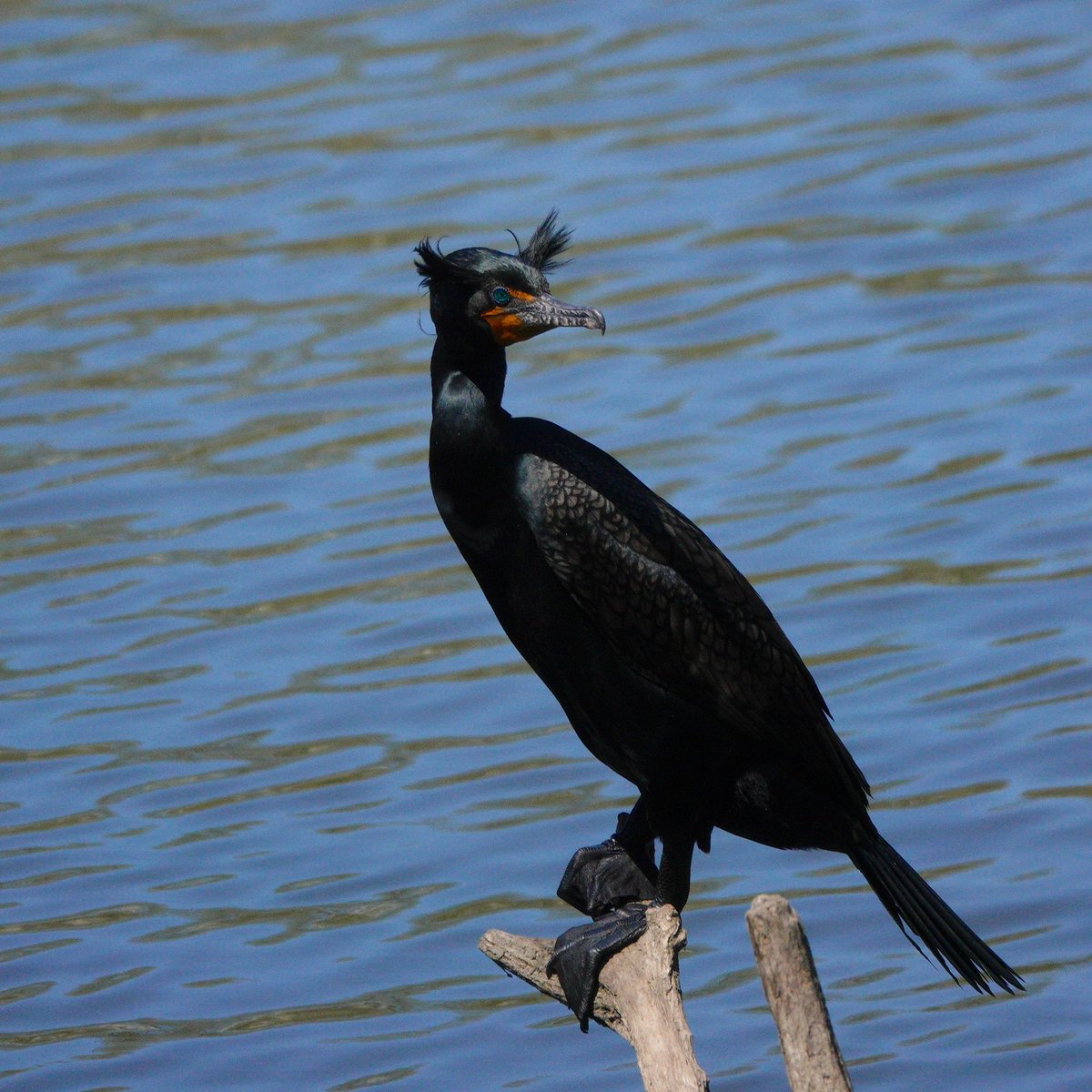 You can clearly see why he’s called a Double-crested Cormorant. From the point in Central Park. #cormorant #birding #centralpark #birds #birdcp #birdcpp #urbanbirding #nyc #birdsofcentralpark #birdsofnyc #birdwatching