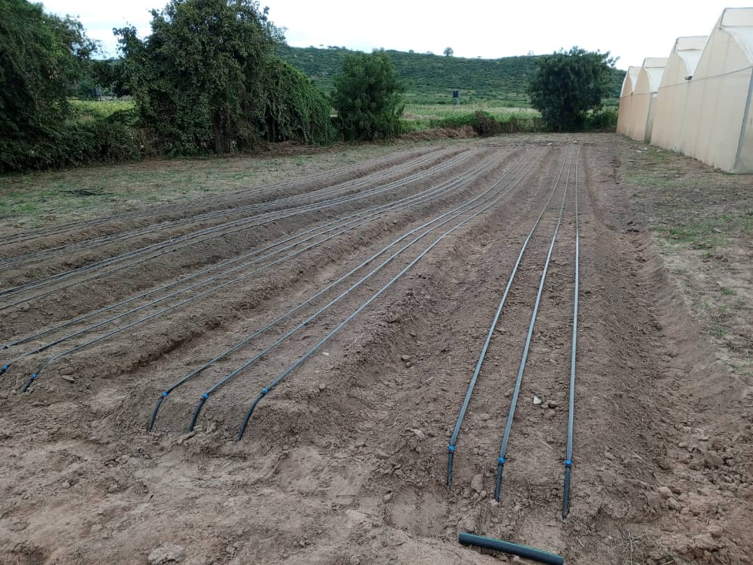 Greenhouse aka Kitalu Nyumba ni njia bora sana ya kuzalisha mboga na matunda hasa kipindi hiki cha mvua , karibu @greenagrictz zipo greenhouse za chuma na miti (8mx15, miche 300, 8mx30m miche 750) pia tunaweza kukupa gh kulingana na mahitaji yako , Wasiliana nasi +255763347985