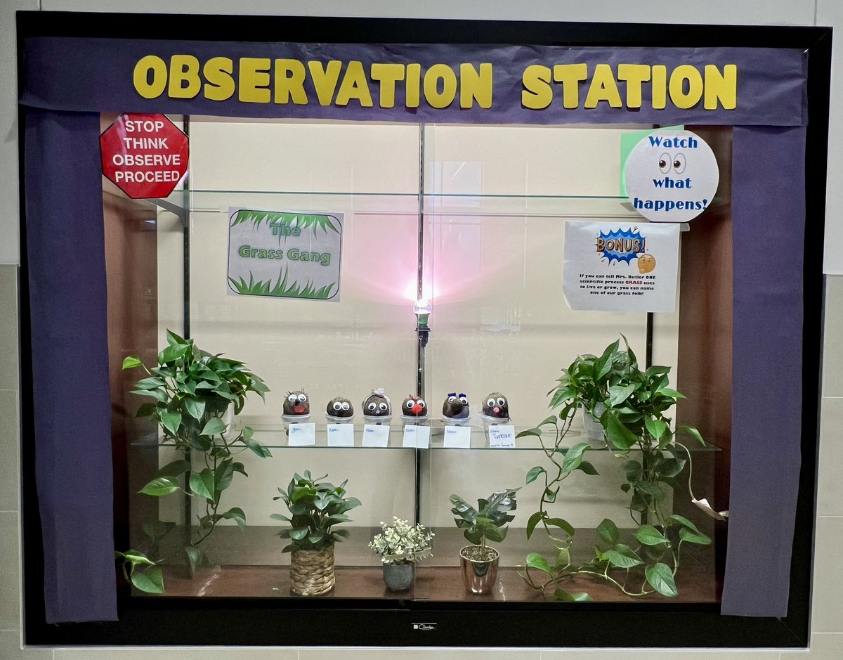 🌱How does your garden grow, I mean your grass!?🌱 Stop by the ‘Observation Station’ @HPetersonMS stop, think, observe, proceed. Go to Ms Butler in the library with your Grass Gang information!🤔💭#hpmsBEST #KISDinspires #Observation #ScientificProcess #GrowOn