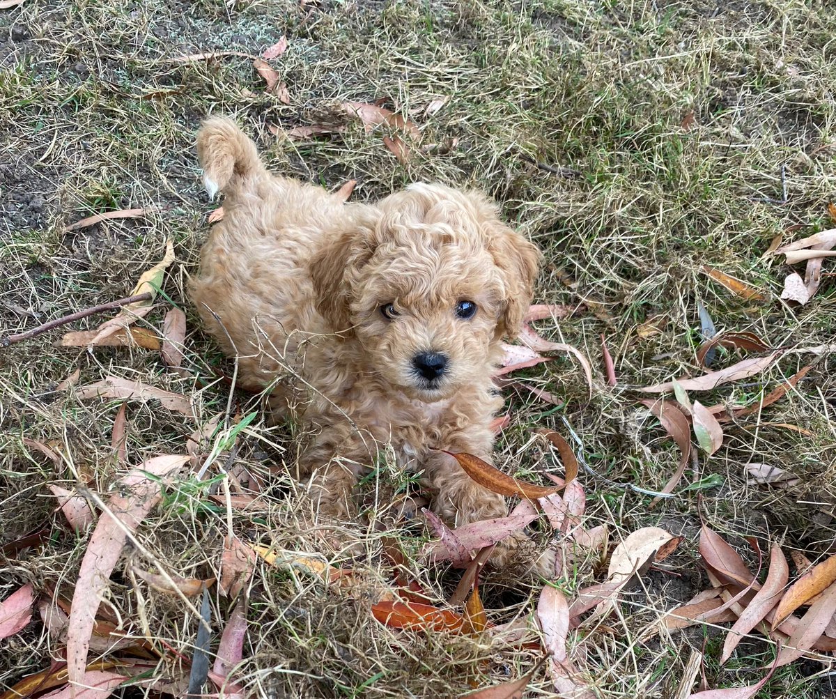 @cathrinew Maple at a similar age, equally floofy!