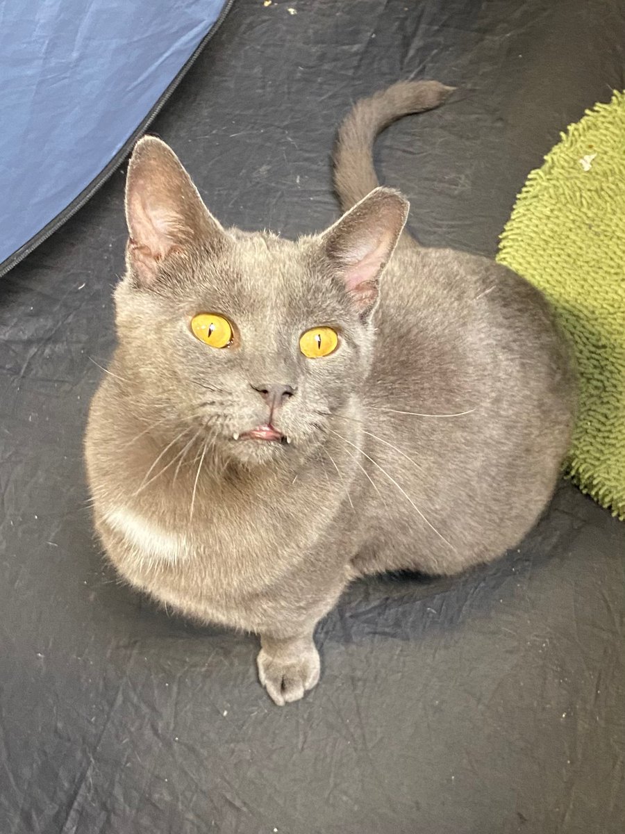 I'm a three-year-old grey beauty of a boy named Ziggy. I was at a shelter but it was crowded so Rescue Ridge came to get me. I am super friendly and love to be held and love to play. I would like to go home soon! I get along with cats, people and dogs! I'm currently at