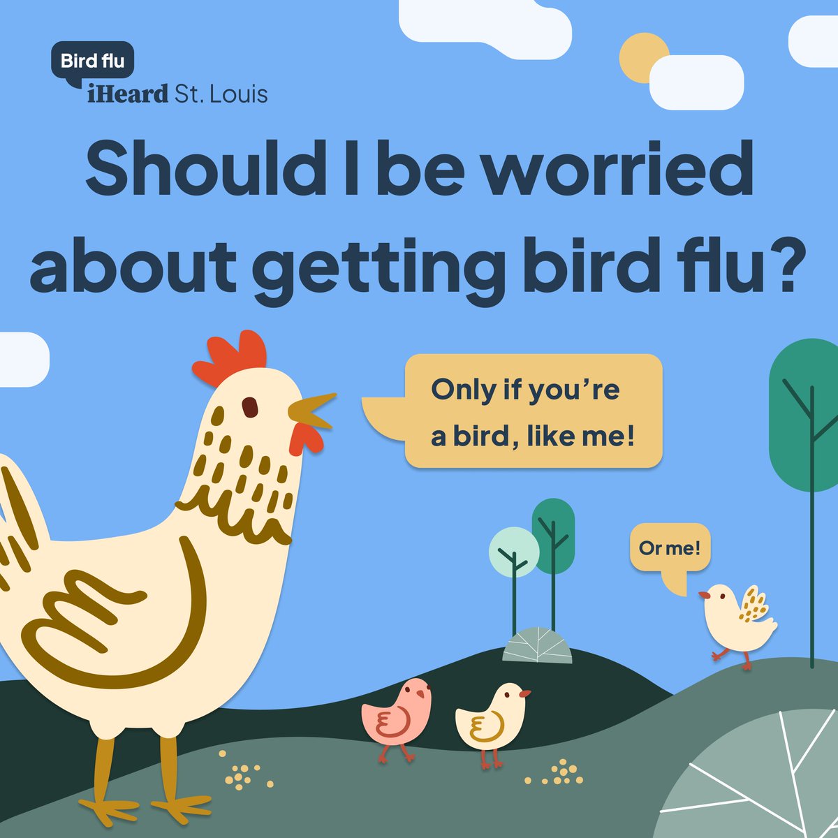 The risk of catching bird flu for the general public is low. Bird flu has only been recorded to have spread to a human twice in the U.S. But keep your backyard chickens safe! #iHeardSTL #BirdFlu