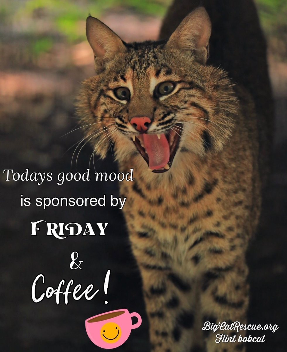 Today’s good mood is sponsored by Friday and coffee! ☕️ #FlintBobcat #BigCatRescue #BigCats #Bobcat #Friday #FridayVibes #Coffee #CoffeeTime #FeelGood #FeelGoodFriday #Memes #Quote #Quotes #QuotesToLiveBy #CaroleBaskin