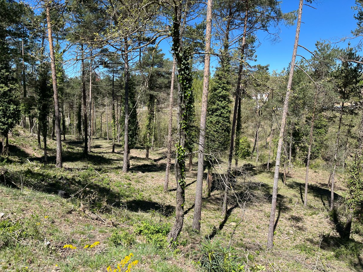 Avui segona sessió de les Jornades Tècniques Silvícoles Emili Garolera, al Lluçanès. Hem parlat i hem constat sobre el terreny la importància de la planificació forestal en la prevenció de grans incendis, amb @bomberscat GRAF i #cpf