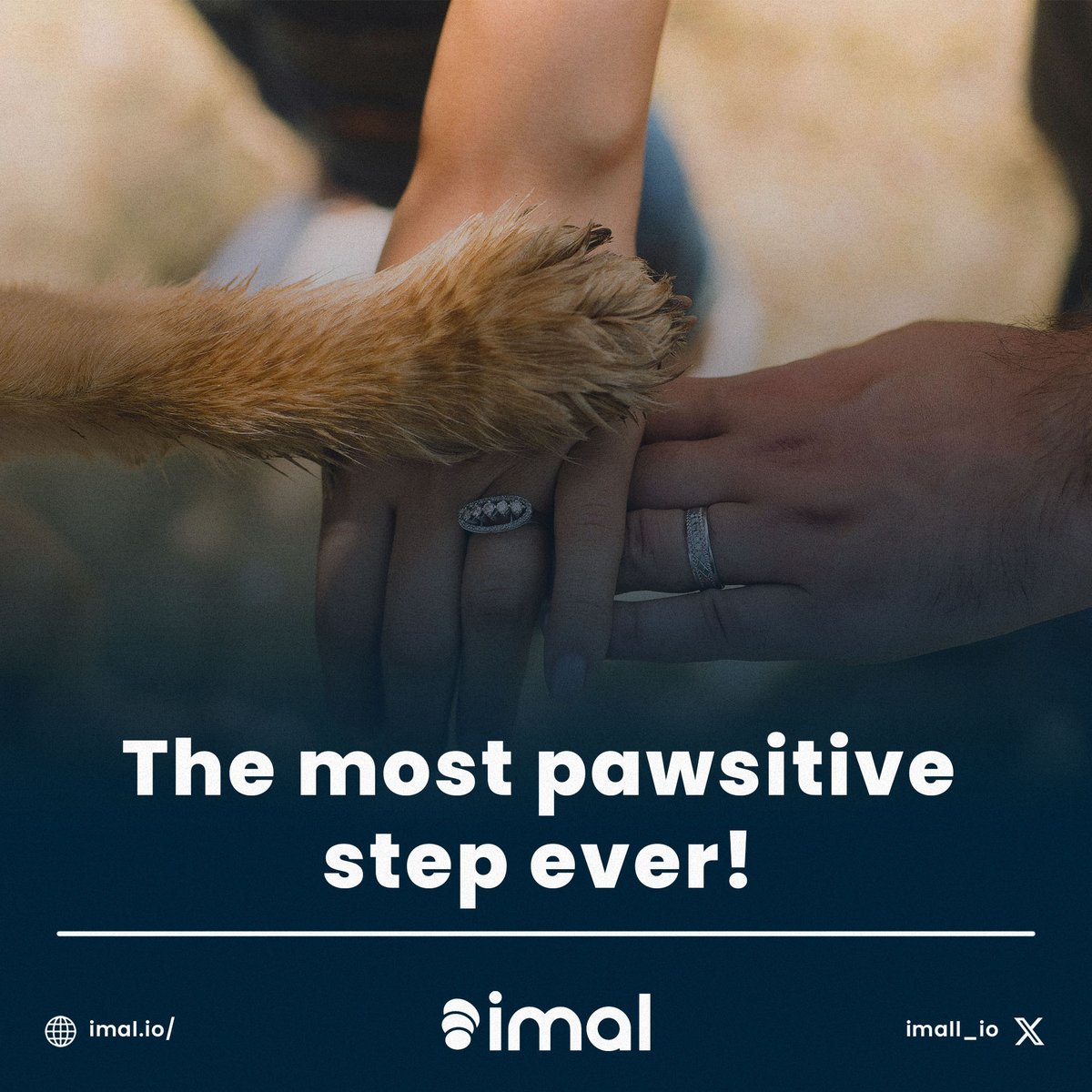 High five with your furry friend!