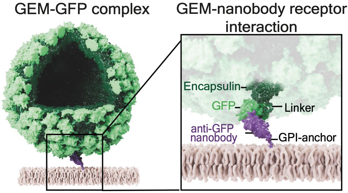 Paper out: Gene encoded nanoparticles (GEMs) with 180 GFPs are cool tools to track in cells. GEMs reveal biophysical basis of infection, too. Using GPI-anchored nanobody receptors over 6 logs of affinity shows that adhesion energy alone explains uptake! rdcu.be/dFddO