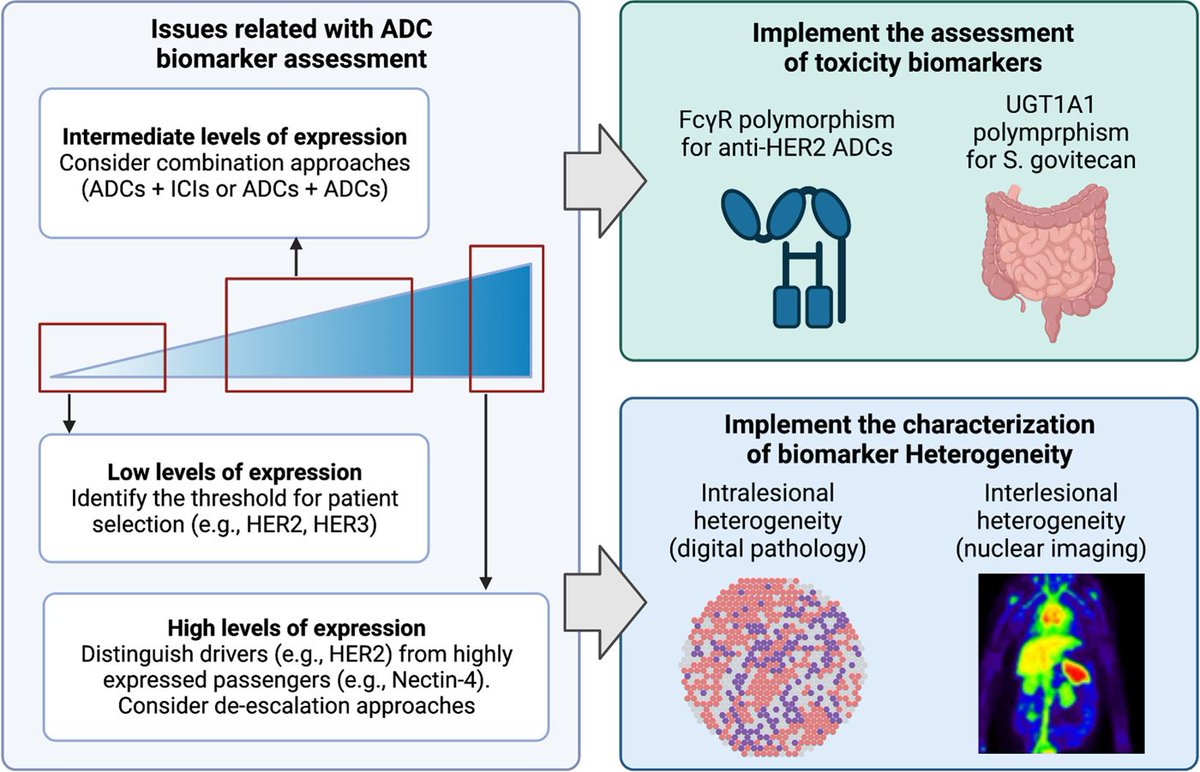 Biomarkers for Antibody–Drug Conjugates in Solid Tumors. bit.ly/3W6uQe3