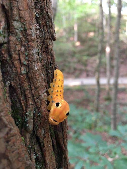 What big 👀 you have!? Those “eyes” aren’t eyes at all. They’re spots on the spicebush swallowtail caterpillar that help deter insects, birds and other predators. They can be spotted primarily in wooded areas, wetlands and gardens east of the Mississippi River. Photo by NPS
