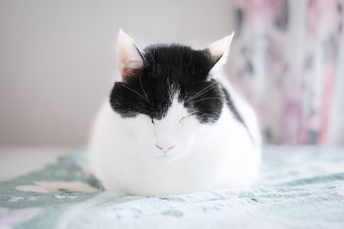 #週末の写交場 
#猫好きさんと繋がりたい #猫がいる幸せ #cat 
#写真好きな人と繋がりたい 
#photograph #photography 
#FUJIFILM #fujifilm_xseries #xs10 
白黒玉だんご