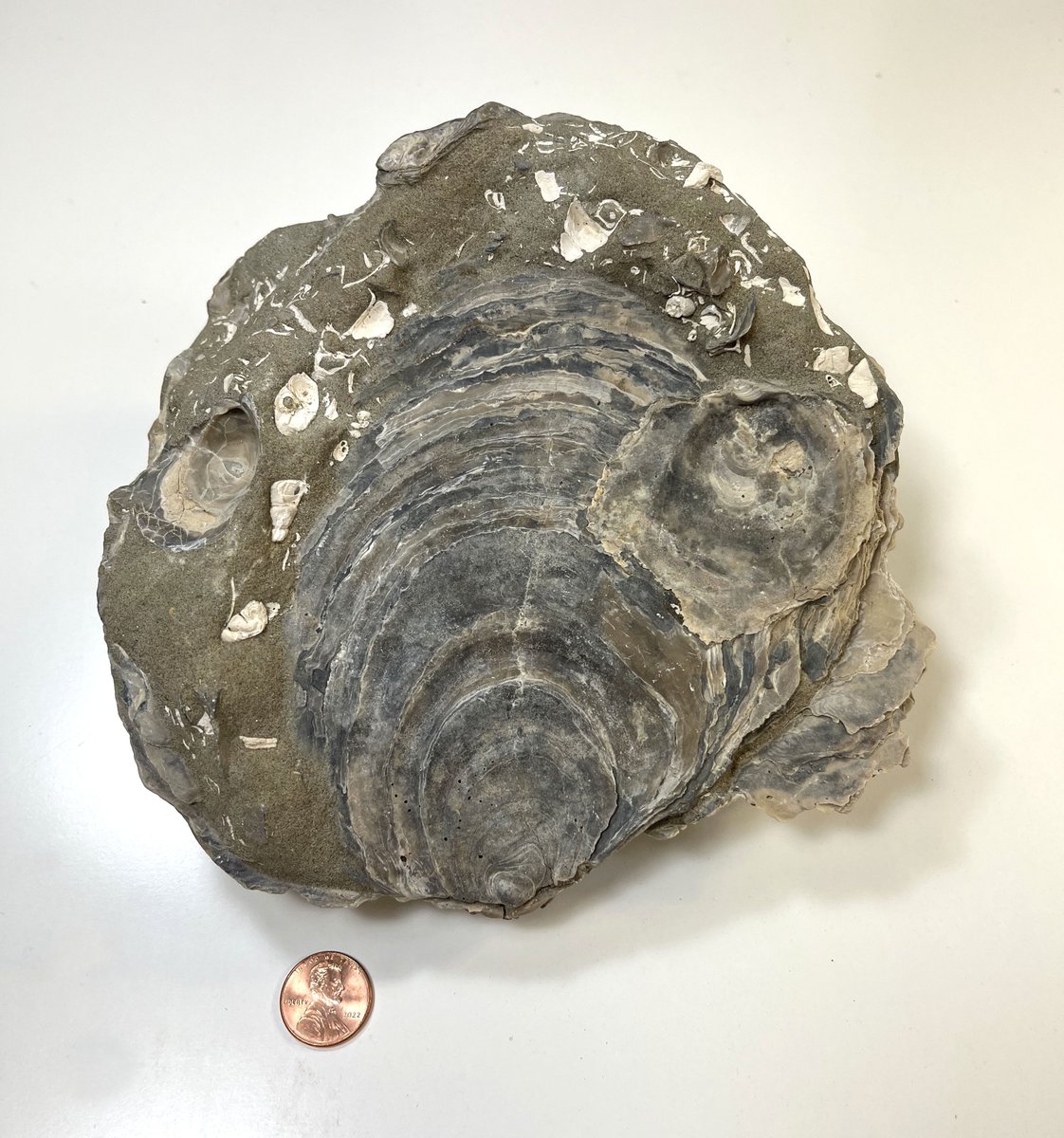 This extra-large shell is the fossil of an extinct oyster from Virginia! Because of their thick, sturdy shells, oysters are common in the fossil record, and certain species are particularly abundant in the Late Cretaceous fossil sites of Monmouth County. #FossilFriday