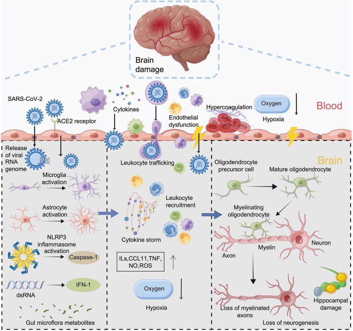 4) Proposed mechanisms for CI include direct viral toxicity, hypoxia, hypercoagulability, immune responses involving microglia/astrocyte activation and peripheral immune cell infiltration, BBB dysfunction, and cytokine dysregulation