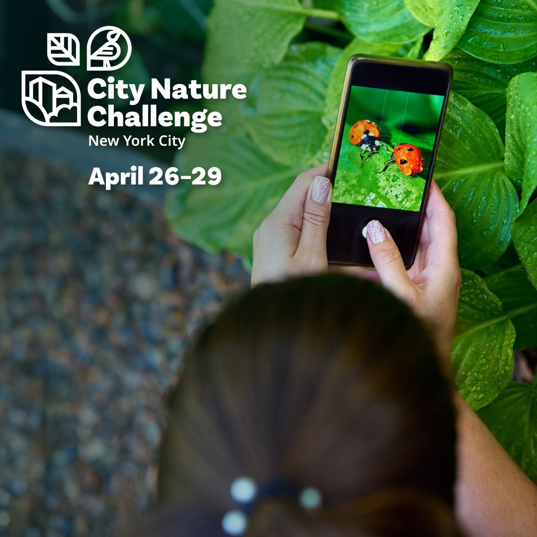 🌺 Join us on April 26th for the City Nature Challenge Kickoff Event! Students and staff will meet at the Macaulay Building before going on a guided nature walk through Central Park. All attendees will receive a free City Scientist Kit. 🔍 RSVP: ow.ly/um4X50RgAUJ