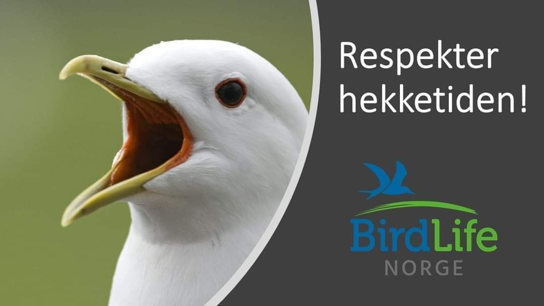 BirdLife Norge ønsker at alle fugler, dyr og mennesker skal få en god vår og sommer! Nå er hekketiden her, og fuglene skal ha ro: birdlife.no/naturforvaltni…