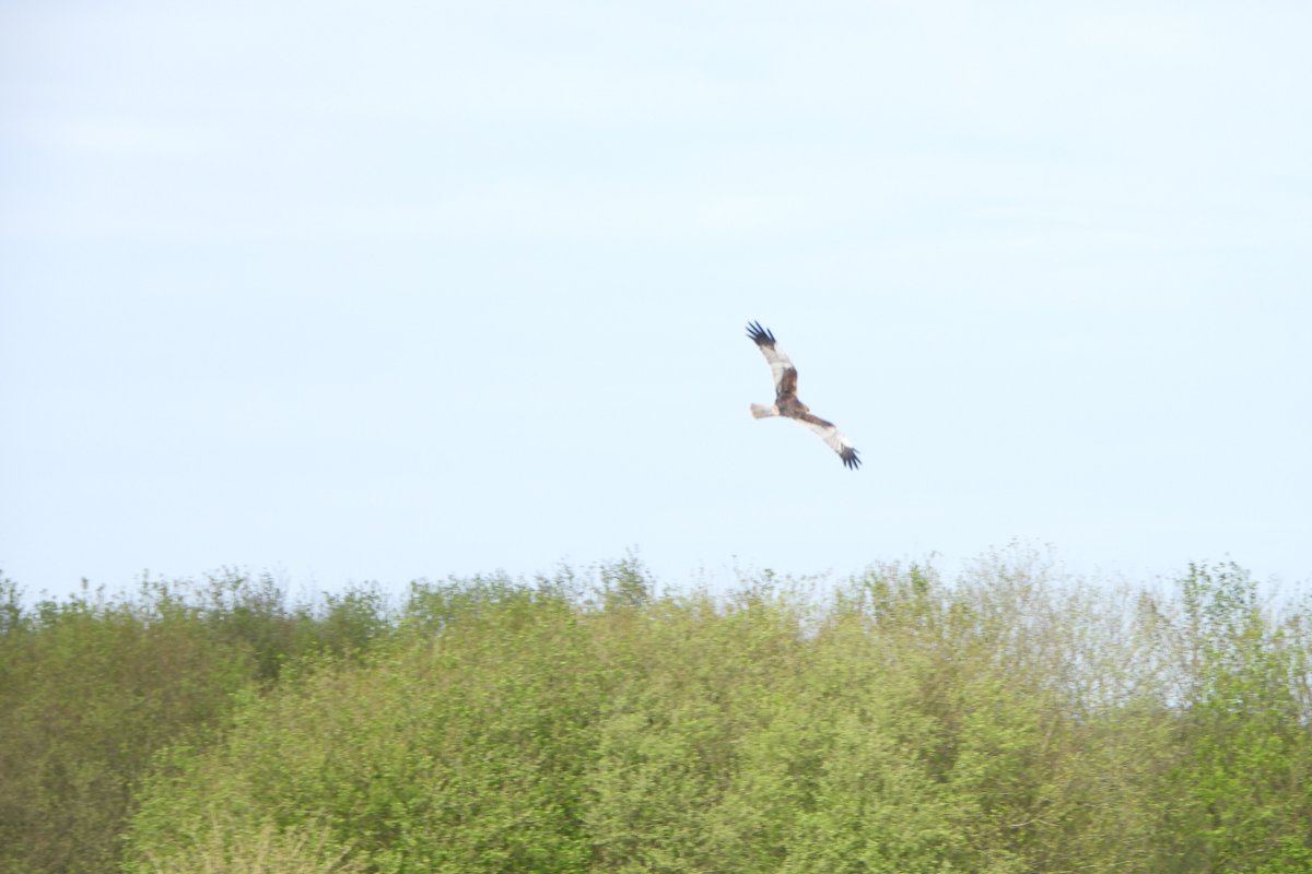 Started at Rake Ln and around N4 this morning . A Water vole in ditch at Rake Ln was a good start another Coot nest 11 eggs S Martins H Martins Swallows present 3 Marsh Harriers over reed bed c200 Blackwit 1 Barwit 7 R shank Phal pool and flood S chat feeding young