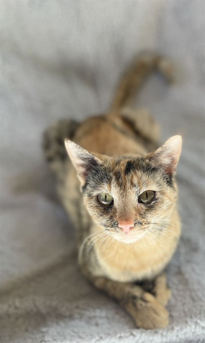 Hello my name is Amber. I am a unique looking kitty. I'm a mix between a calico and Tortie. My markings are beautiful. I am super sweet and loving, and would love to have a home of my own. I'm about 2 years old. buff.ly/3Q8D6Xj