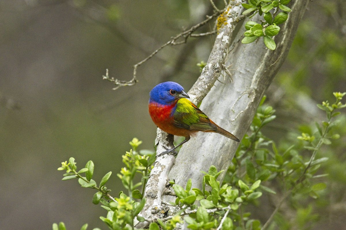Painted buntings are art in motion!

These colorful songbirds are featured as our April #BirdOfTheMonth🎨

Learn more about this species & how you can enter your own painted bunting photos in our Bird of the Month photo contest: ow.ly/sLn350RjNQy

📸Robert H Burton/USFWS