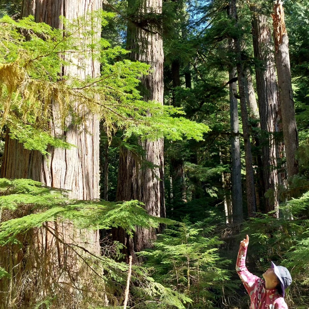 #mountrainier #nationalpark #washington #oldgrowthforest