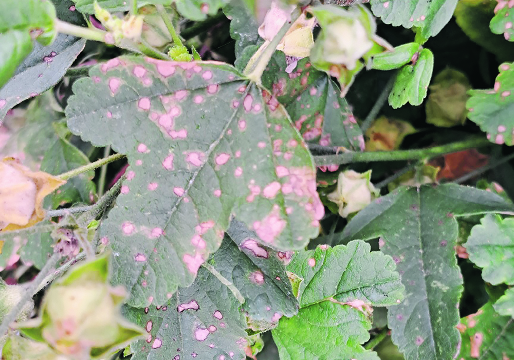 Pesticide damage seen in small-town Saskatchewan ow.ly/XE2650RjsFY #westcdnag #SKag #cdnag