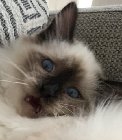 loosh404's tweet photo. Popping in to send over a pic of my partner’s goofy fucking kitten https://t.co/c6zAr5Ksv6
