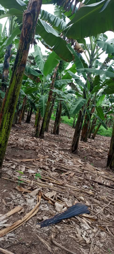 With proper knowledge sharing, extension services supported by government @MAAIF_Uganda are gradually transforming Kiruhura people from a predominantly cattle keeping venture to diversified agriculture @Rmukago