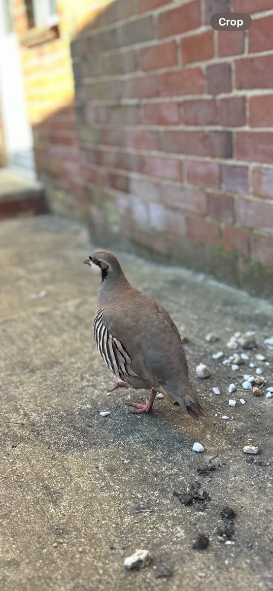 A rare visitor to Ramshill