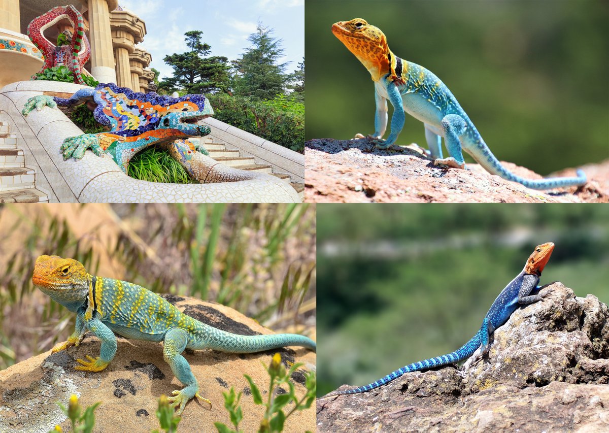 Tota la vida assumint que els colors del drac del Park Güell eren una fantasia una mica sortida de mare i resulta que no, que Gaudí encara va fer curt i tot. Res pot superar la 'creativitat' de la pròpia Natura. 🎨