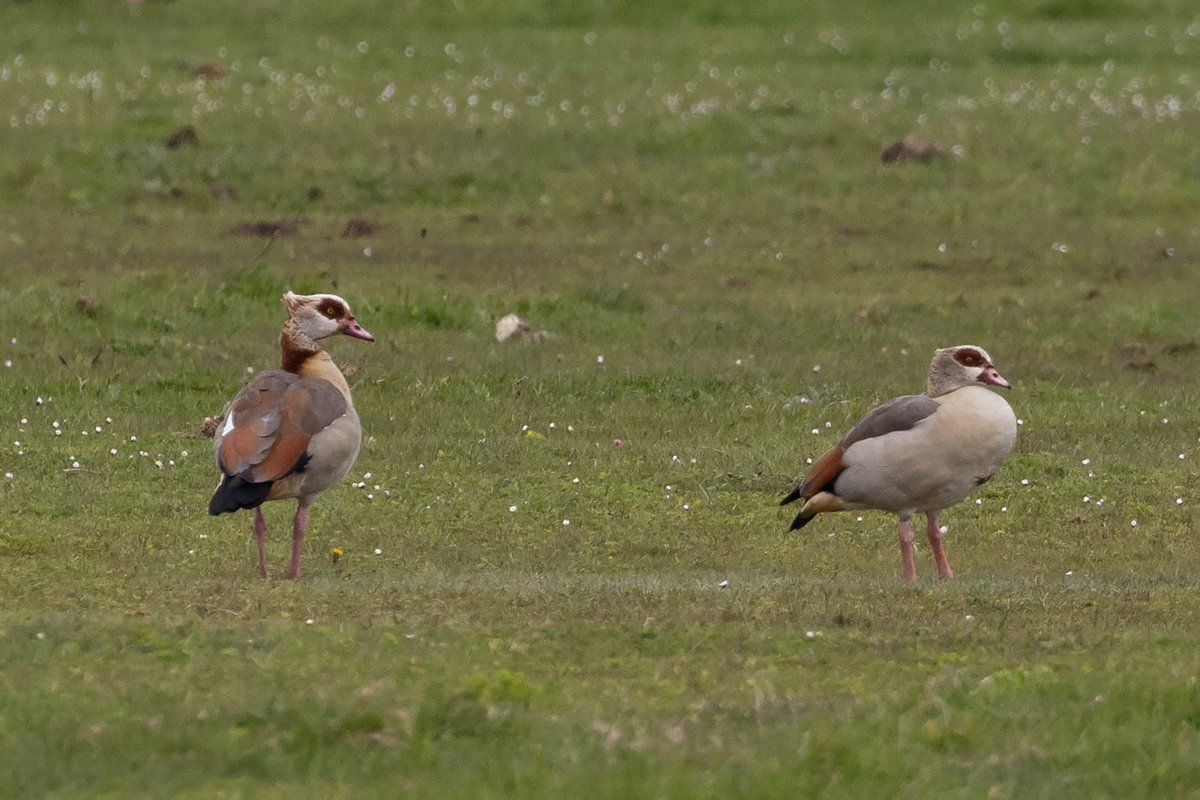 A pair of Egyptian Geese on the Power Station Field yesterday. Still a tricky bird to see in the borough of Hartlepool