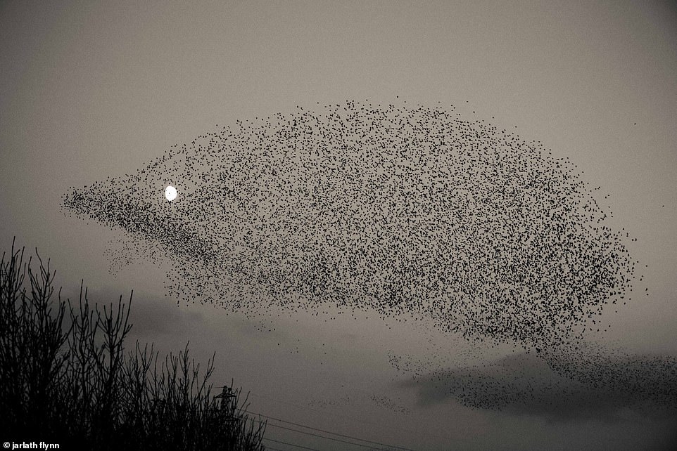 How photographer Jarlath Flynn saw a murmuration pass in front of the Moon and captured 60,000 swooping starlings taking the shape of a leaping hedgehog in the dim night sky.