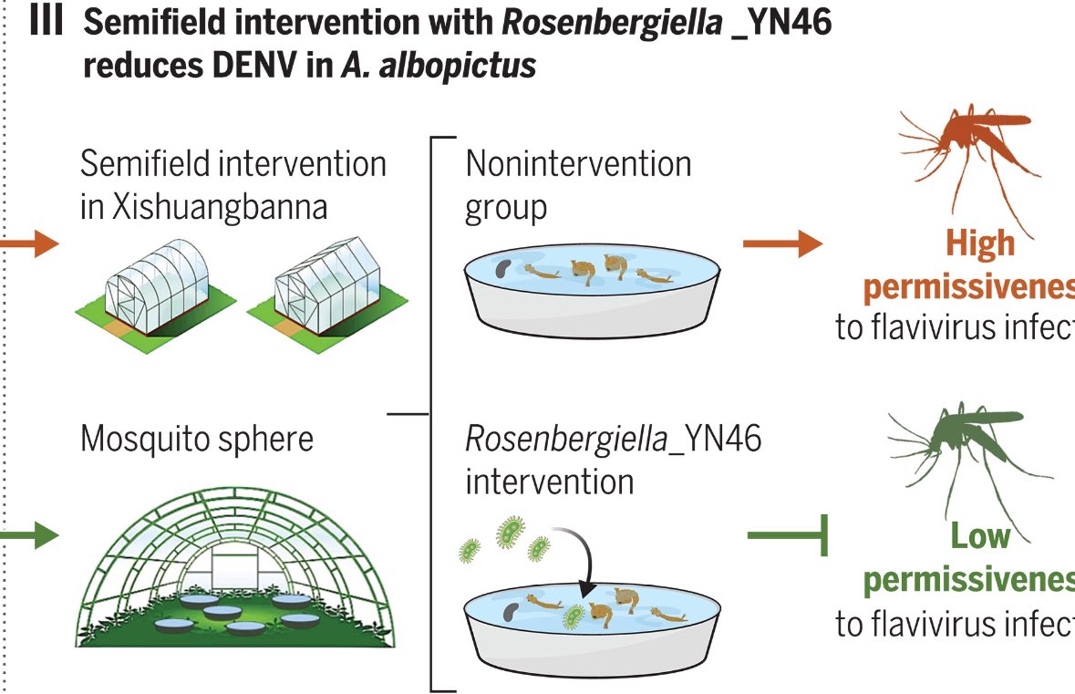 Innov_Medicine's tweet photo. Researchers have identified a new bacterium that disables the viruses responsible for dengue and #Zika before they can establish an infection in #mosquitoes.

A naturally isolated symbiotic bacterium suppresses flavivirus transmission by Aedes mosquitoes | Science https://t.co/M8552PNYgM @ScienceMagazine @The_InnovationJ @Tsinghua_Uni