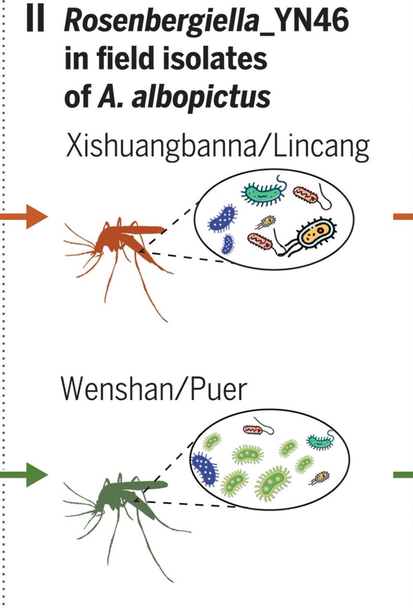 Innov_Medicine's tweet photo. Researchers have identified a new bacterium that disables the viruses responsible for dengue and #Zika before they can establish an infection in #mosquitoes.

A naturally isolated symbiotic bacterium suppresses flavivirus transmission by Aedes mosquitoes | Science https://t.co/M8552PNYgM @ScienceMagazine @The_InnovationJ @Tsinghua_Uni