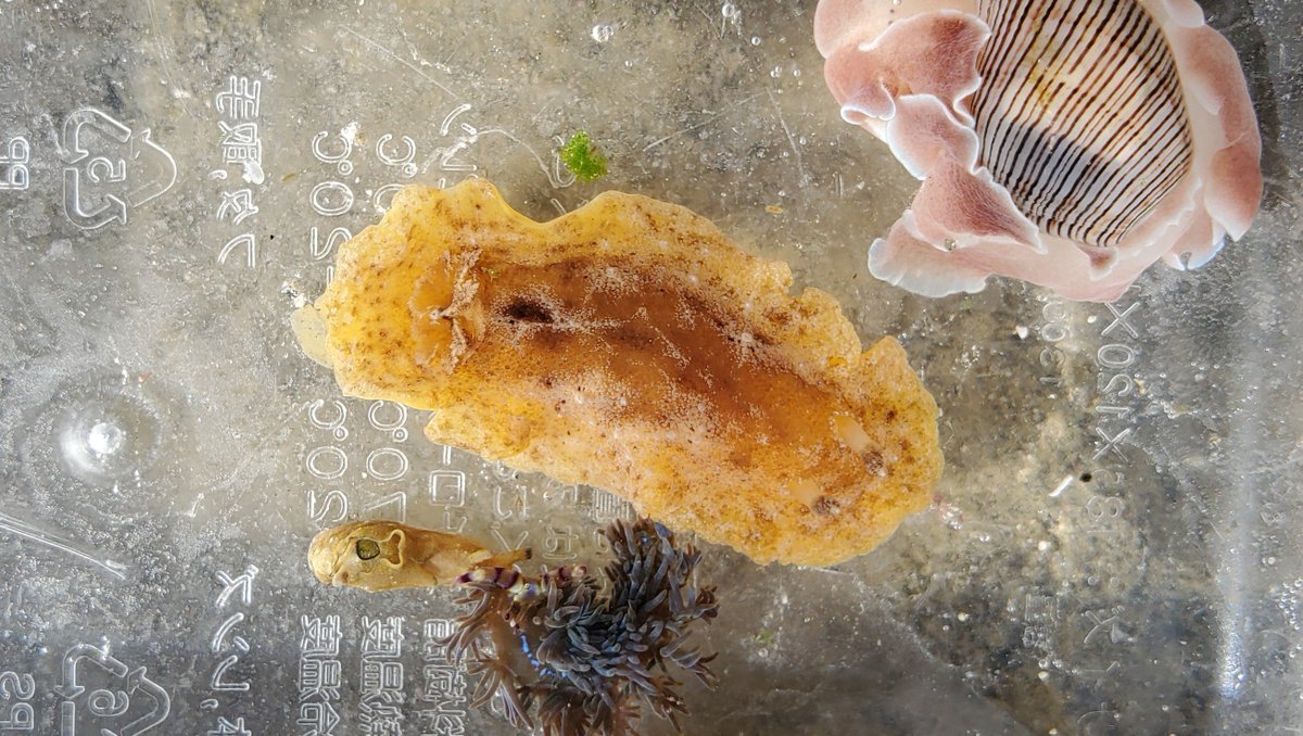 isonabeka's tweet photo. 伊豆で遭遇した謎のウミウシ。

粉砂糖をまぶしたフレンチトーストみたいな外見ですが、クモガタウミウシの様に硬めの触感。

サザナミウミウシ？
キイロハケジタウミウシ？
はたまたキイロクシエラウミウシ？

世界のウミウシさんで検索して見比べてみるも、うーむ…わからん…🤔 https://t.co/edf6QnnVkY