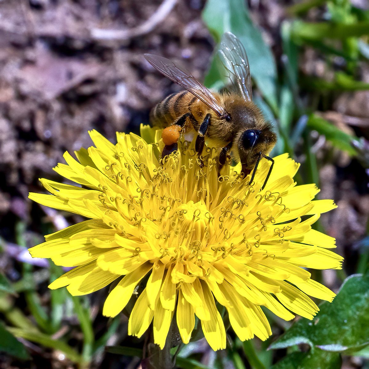 My first #Macro bee shot