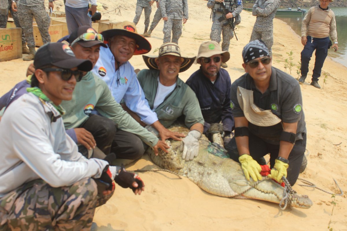 🐊 En el último año, la Universidad Nacional de Colombia ha liberado 25 caimanes llaneros en el río Tomo, dentro del Parque Nacional El Tuparro. Se busca la recuperación de la especie, afectada por la cacería. Más 👉 tinyurl.com/yec7u4caestre #ProyectoVidaSilvestre 🐊