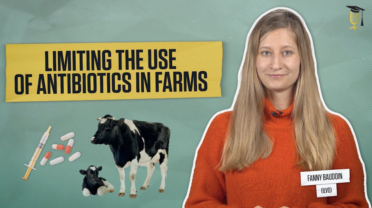 We need to reduce the use of #antibiotics on #farms 💊 ↘️ How? By preventing #animals from getting sick as much as possible. Not an easy feat, because to do so, #farmers have to change how they keep animals, as Fanny Baudoin @ILVOvlaanderen explains. 🎥sciencefiguredout.be/limiting-use-a…
