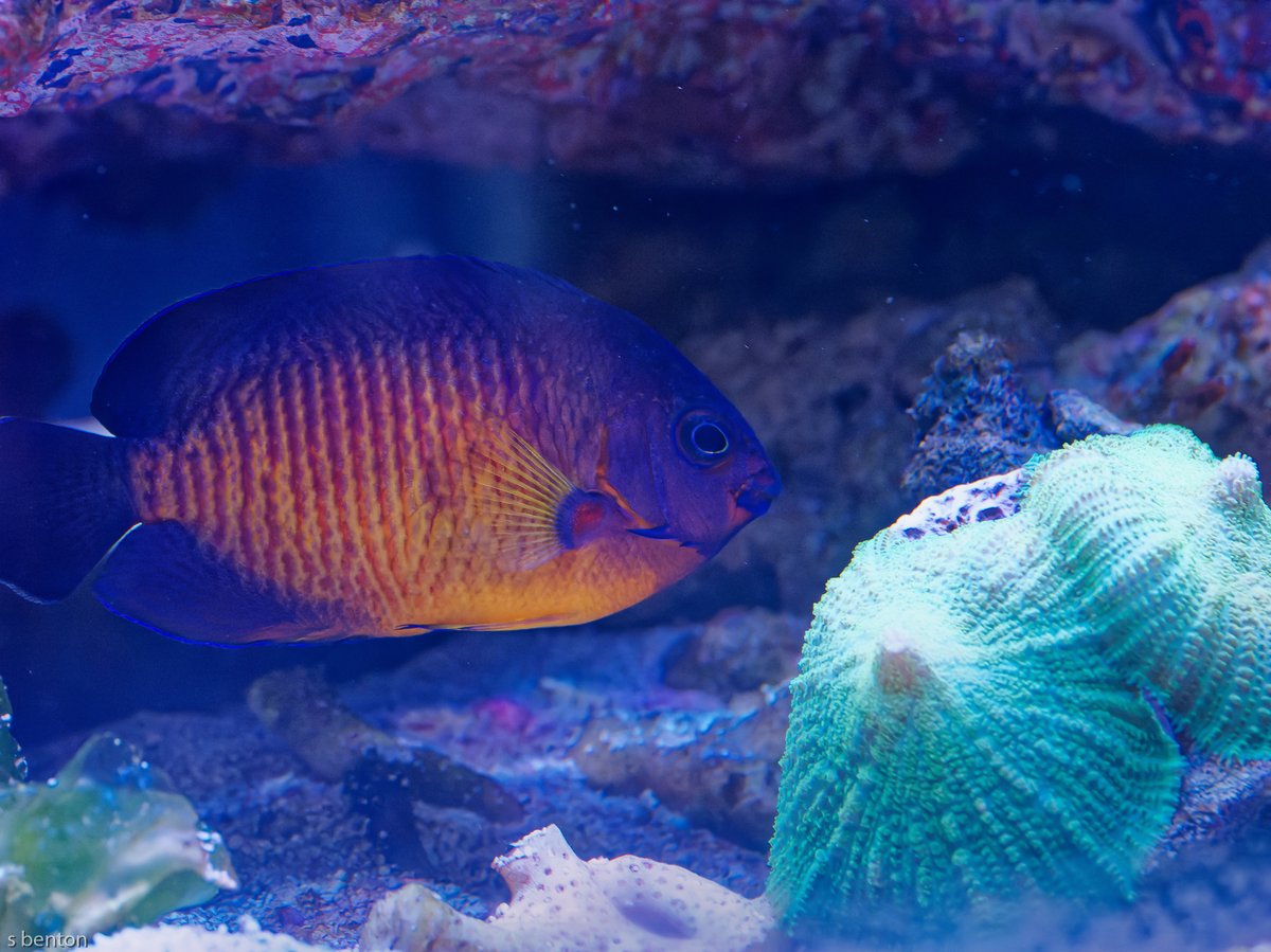 bentos1368's tweet photo. My own little slice of coral reef in the lounge at home. This project has kept my away from my usual camera targets and has been frustrating and mesmerising in equal measure. Neath's own little Great Barrier Reef
#coralreef #reeftank #coral #reefkeeping https://t.co/bvBfPfV4vp