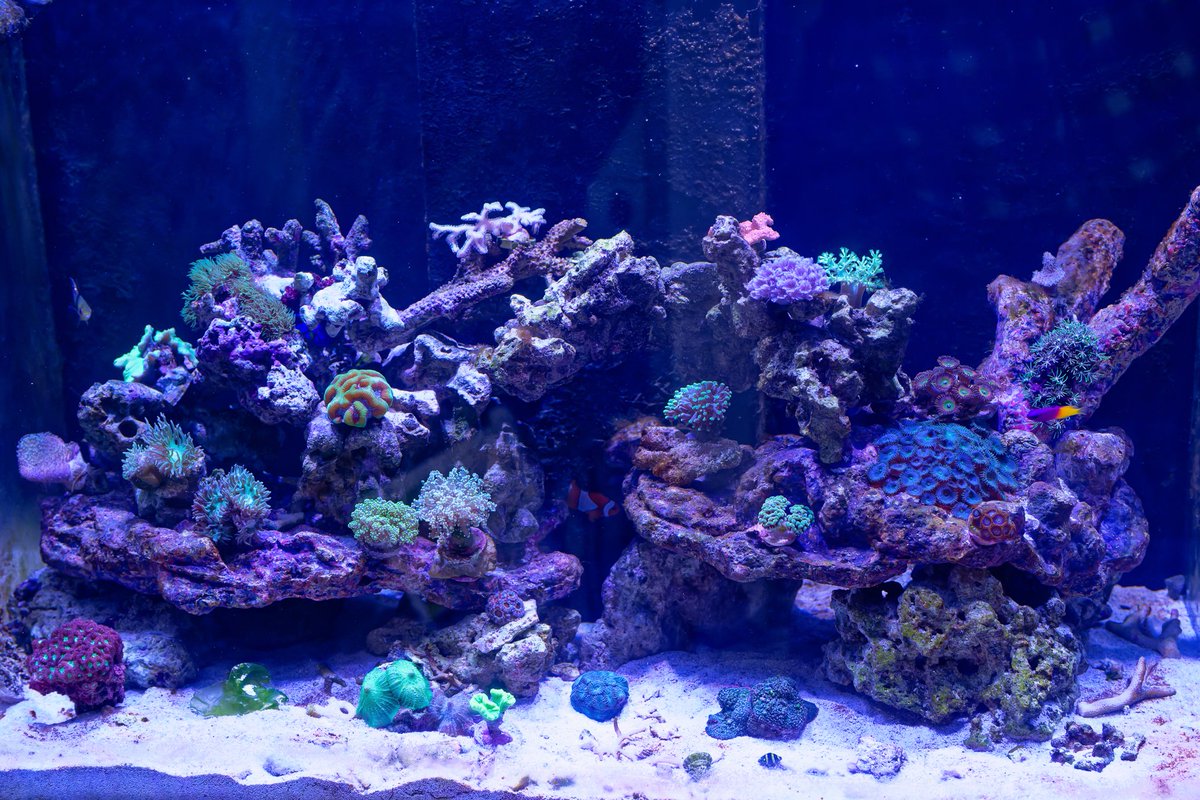 bentos1368's tweet photo. My own little slice of coral reef in the lounge at home. This project has kept my away from my usual camera targets and has been frustrating and mesmerising in equal measure. Neath's own little Great Barrier Reef
#coralreef #reeftank #coral #reefkeeping https://t.co/bvBfPfV4vp