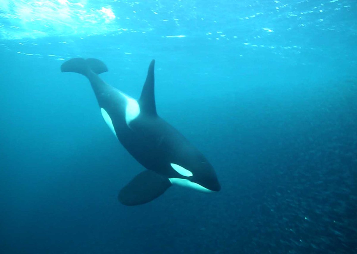Un sanctuaire français pour les orques du Marineland Wikie et Keijo : pourquoi nous pensons que c’est la meilleure solution.

Lire notre communiqué en commentaire

Photo : Didier Fioramonti