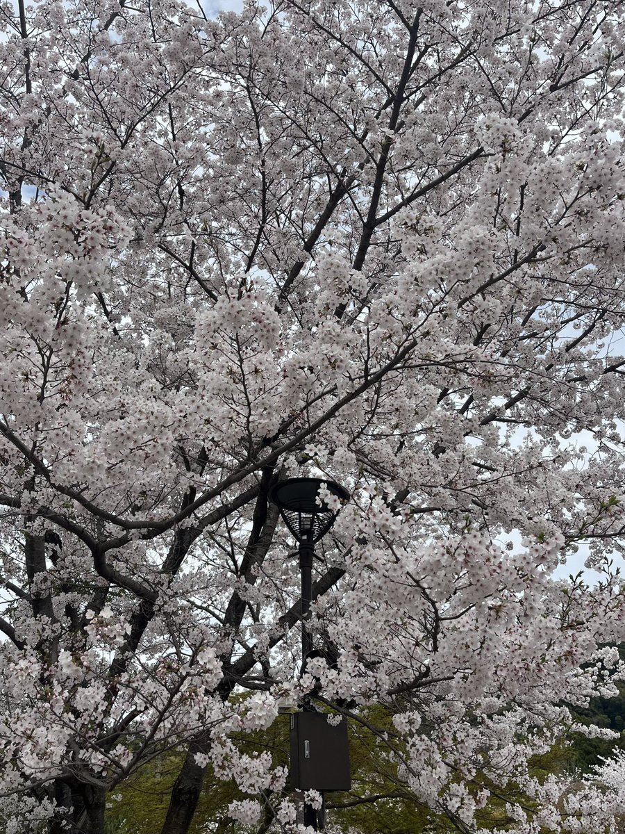 kyoto, japan