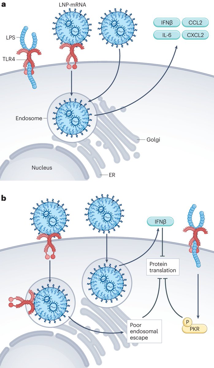 Interested in mRNA-based therapies and vaccines? This Review in the April issue discusses strategies to reduce the risk of safety issues with such products, including the use of next-generation screening tools bit.ly/48GuO03 bit.ly/48GuO03