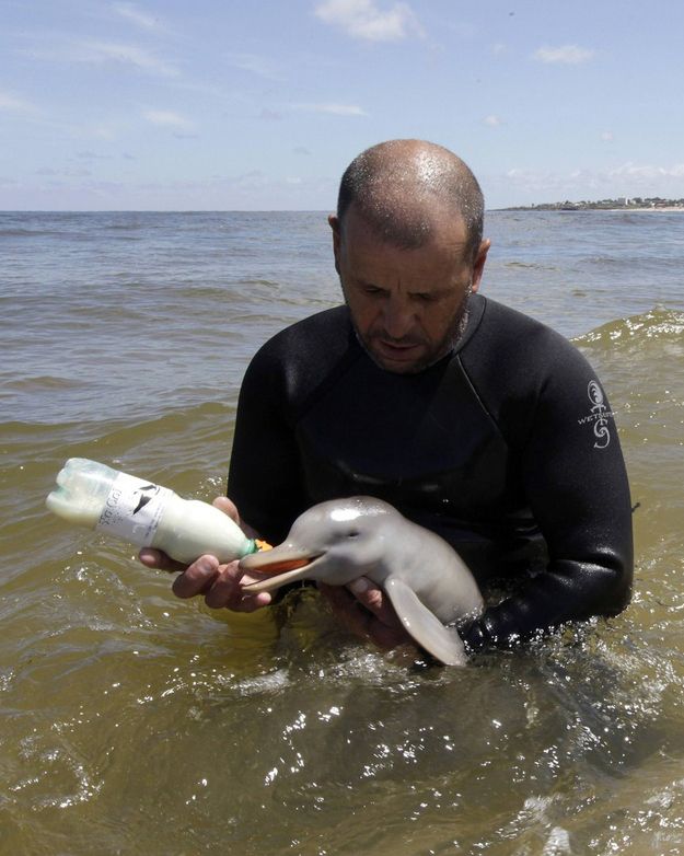 Taking care of an orphaned baby Dolphin.🐬🩶