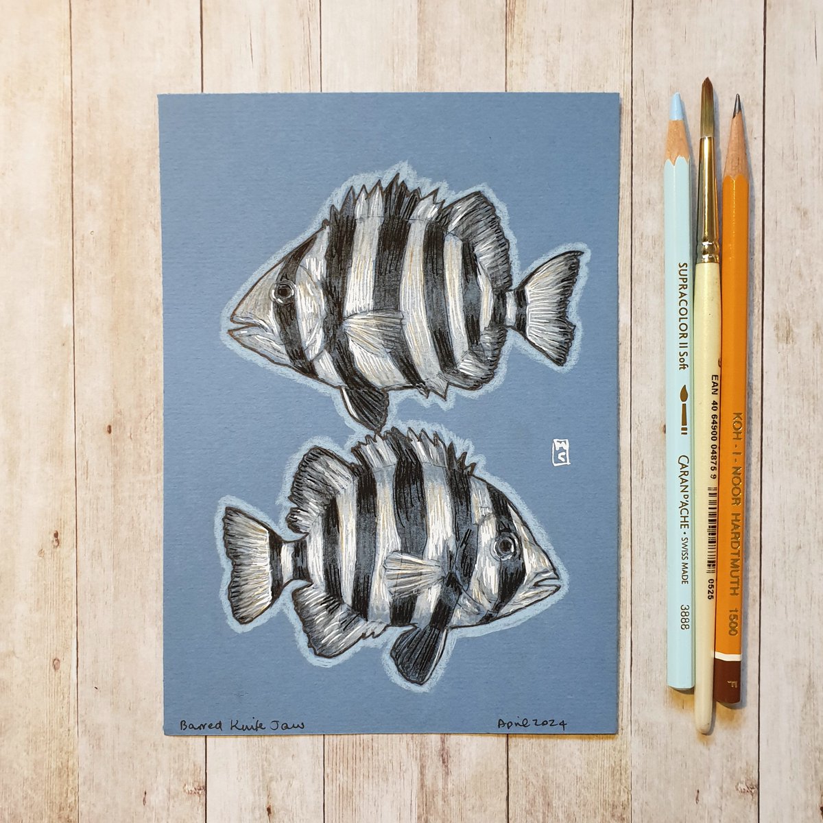 The barred knifejaw is a lovely fish with a distinctive striped pattern. It is also a very curious fish in that it has been known to approach swimmers to greet them. My drawing of them is available here... theweeowlart.etsy.com/listing/169583… #BarredKnifejaw #Fish #OriginalArt #drawing