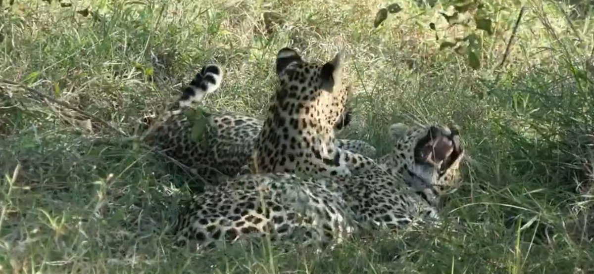 #wildearth Nhenhe’s bite must have been saw,Xidulu’s reaction shows!